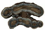 Mammoth Molar Slice With Case - South Carolina #349996-1
